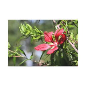 Blazing Texas Star Hibiscus, Wrapped Canvas by Ed Gowland, Original Photography