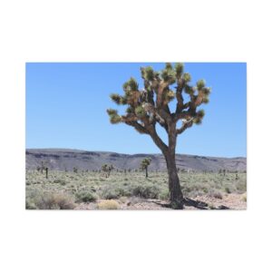 Single Joshua Tree in Western Nevada, Wrapped Canvas Wall Art, Original Photography
