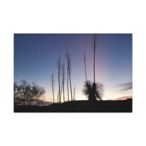 Yucca Plants at Dusk in Caballo, New Mexico - Wrapped Canvas Wall Art, Original Photography
