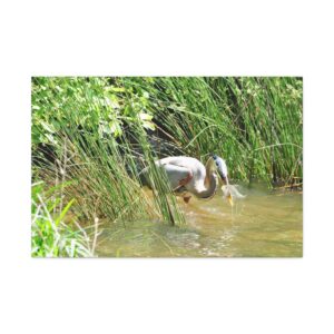 Blue Heron Catching a Fish in Eastern North Carolina, Wrapped Canvas Wall Art, Original Photograph