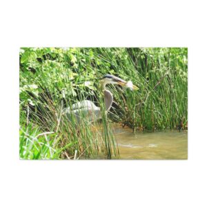 Blue Heron Catching a Fish in Eastern North Carolina, Wrapped Canvas Wall Art, Original Photography