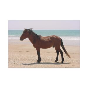 Wild Horse on the Beach at Outer Banks of North Carolina, Wrapped Canvas Wall Art, Original Photography